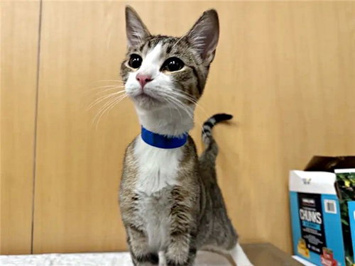 MEEKO, Young Domestic Short Hair (medium coat), cat for adoption in O'Fallon, Missouri
