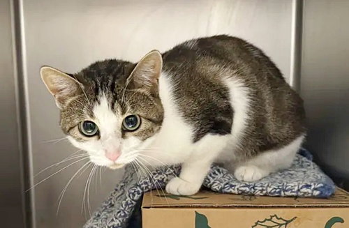 MOONA, Adult Domestic Short Hair (medium coat), cat for adoption in O'Fallon, Missouri