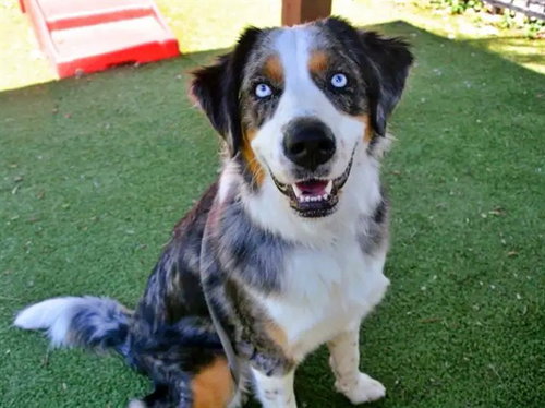 SADIE - Australian Shepherd available for adoption