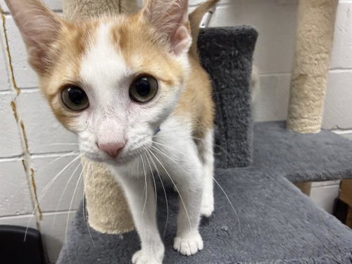 RIZZ, Baby Domestic Medium Hair (medium coat), cat for adoption in O'Fallon, Missouri