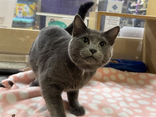 SPOT, Young Domestic Short Hair (medium coat), cat for adoption in O'Fallon, Missouri
