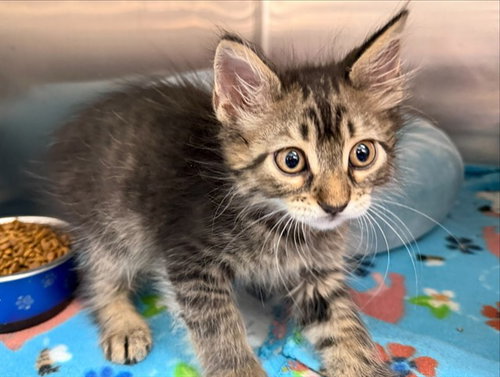 BILLY, Baby Domestic Short Hair (medium coat), cat for adoption in O'Fallon, Missouri