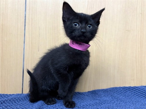 TIRI, Baby Domestic Short Hair (medium coat), cat for adoption in O'Fallon, Missouri