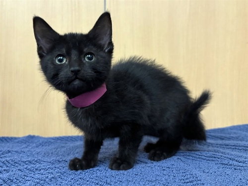 PULOTU, Baby Domestic Short Hair (medium coat), cat for adoption in O'Fallon, Missouri