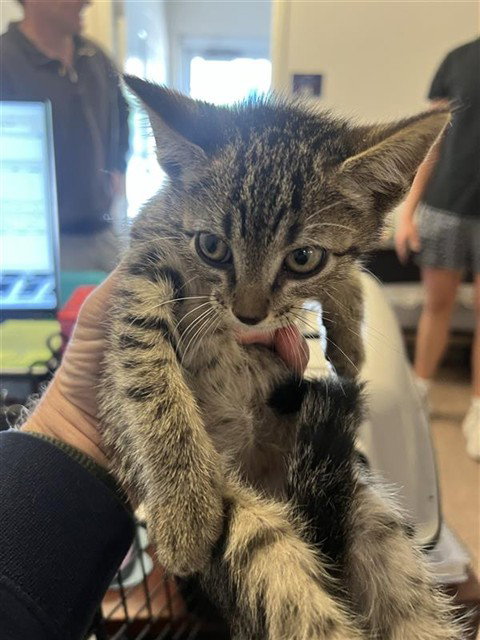 MISTER, Baby Domestic Short Hair (medium coat), cat for adoption in O'Fallon, Missouri