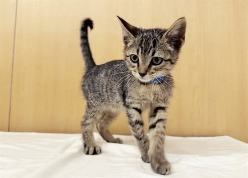 MISTER, Baby Domestic Short Hair (medium coat), cat for adoption in Florissant, Missouri