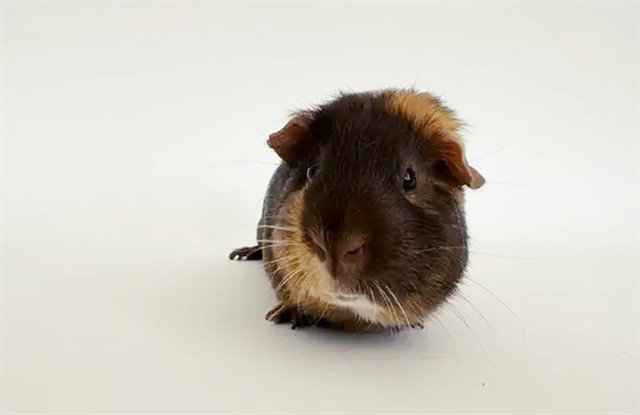 PUA Image