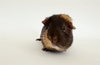 PUA - Photo 1
