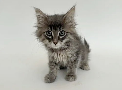 MARYANNE, Baby Domestic Short Hair (medium coat), cat for adoption in O'Fallon, Missouri