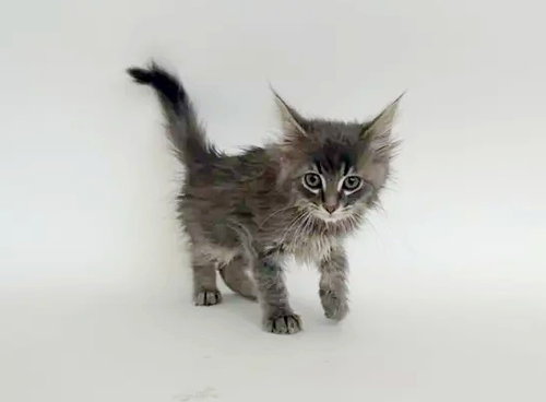 WANDA, Baby Domestic Short Hair (medium coat), cat for adoption in O'Fallon, Missouri