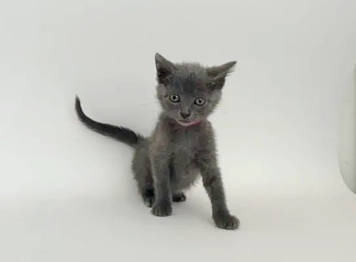 BEBE, Baby Domestic Short Hair (medium coat), cat for adoption in O'Fallon, Missouri