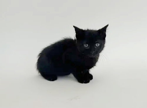 VON DUTCH, Baby Domestic Short Hair (medium coat), cat for adoption in O'Fallon, Missouri
