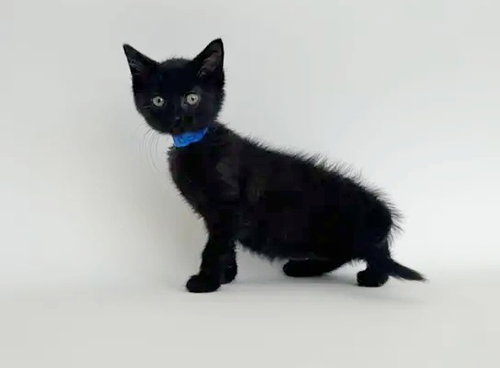 BABY PHAT, Baby Domestic Short Hair (medium coat), cat for adoption in O'Fallon, Missouri