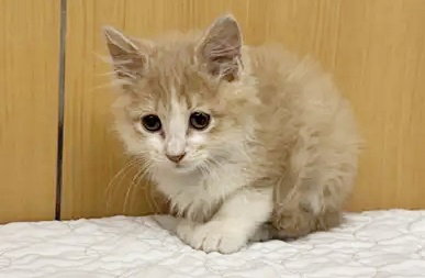 REUBEN, Baby Domestic Short Hair (medium coat), cat for adoption in O'Fallon, Missouri