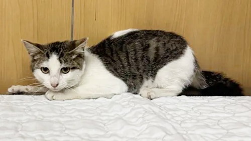 GERBER, Baby Domestic Short Hair (medium coat), cat for adoption in O'Fallon, Missouri