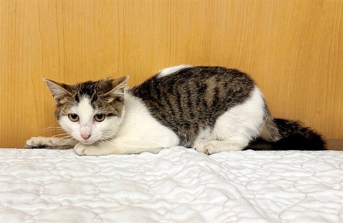 GERBER, an adoptable Domestic Short Hair in St. Louis, MO