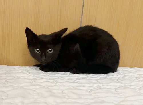 PO BOY, Baby Domestic Short Hair (medium coat), cat for adoption in O'Fallon, Missouri