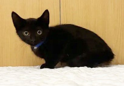 SAMMY, Baby Domestic Short Hair (medium coat), cat for adoption in O'Fallon, Missouri