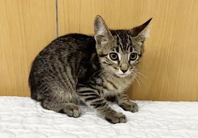 BOBBY, Baby Domestic Short Hair (medium coat), cat for adoption in O'Fallon, Missouri