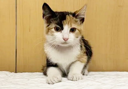 IZZY, Baby Domestic Short Hair (medium coat), cat for adoption in O'Fallon, Missouri