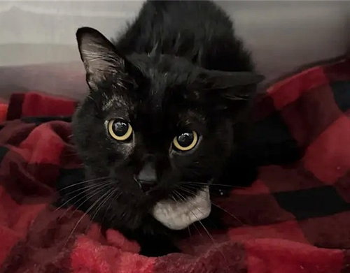 BUTTONS, Adult Domestic Short Hair (medium coat), cat for adoption in Saint Louis, Missouri