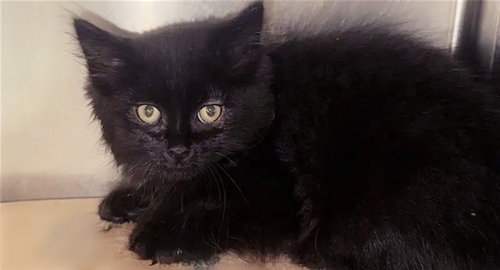 SEPHORA, Baby Domestic Long Hair (medium coat), cat for adoption in Saint Louis, Missouri
