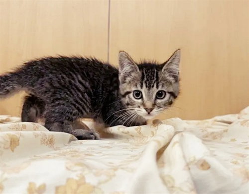 COVER GIRL, Baby Domestic Short Hair (medium coat), cat for adoption in Saint Louis, Missouri