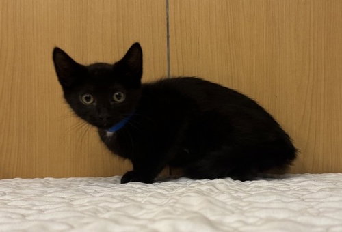 SAMMY, Baby Domestic Short Hair (medium coat), cat for adoption in Saint Louis, Missouri