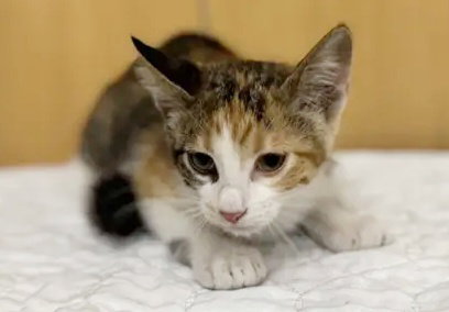 LILLIAN, Baby Domestic Short Hair (medium coat), cat for adoption in Florissant, Missouri