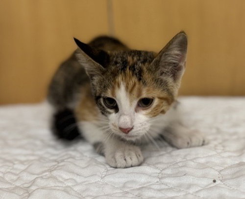 LILLIAN, Baby Domestic Short Hair (medium coat), cat for adoption in Saint Louis, Missouri