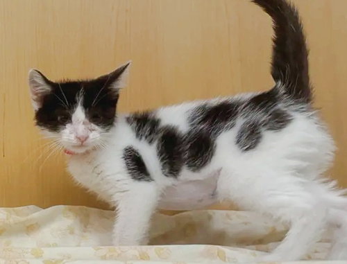 BEGONIA, Baby Domestic Short Hair (medium coat), cat for adoption in Saint Louis, Missouri