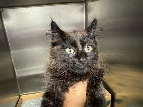 OLIVE, Baby Domestic Long Hair (medium coat), cat for adoption in Florissant, Missouri