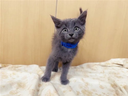 CHAI, Baby Domestic Short Hair (medium coat), cat for adoption in Saint Louis, Missouri