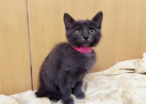 MOCHA, Baby Domestic Short Hair (medium coat), cat for adoption in Saint Louis, Missouri