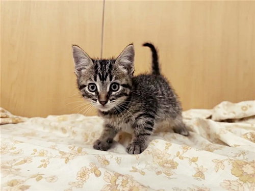 LATTE, Baby Domestic Short Hair (medium coat), cat for adoption in Saint Louis, Missouri