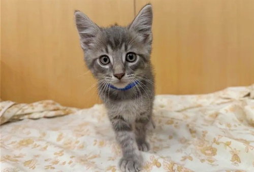 MATCHA, Baby Domestic Short Hair (medium coat), cat for adoption in Saint Louis, Missouri
