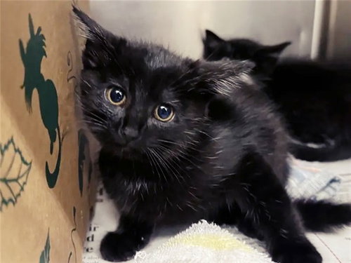 INK, Baby Domestic Short Hair (medium coat), cat for adoption in Saint Louis, Missouri