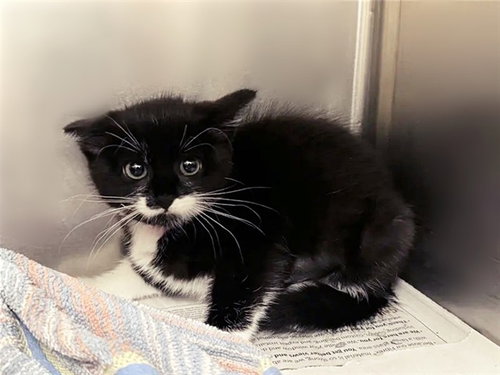 SQUID, Baby Domestic Short Hair (medium coat), cat for adoption in Saint Louis, Missouri