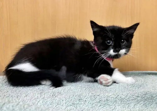 SQUID - Domestic Short Hair available for adoption