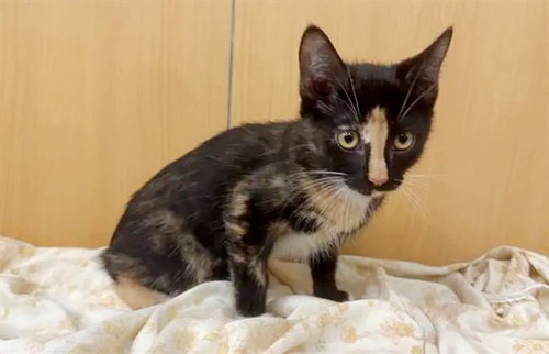 CARROT - Domestic Short Hair available for adoption