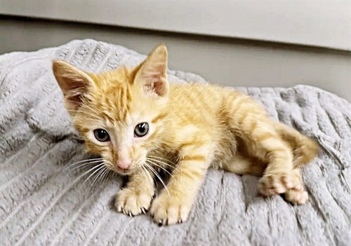 SPICY, Baby Domestic Short Hair (medium coat), cat for adoption in Saint Louis, Missouri