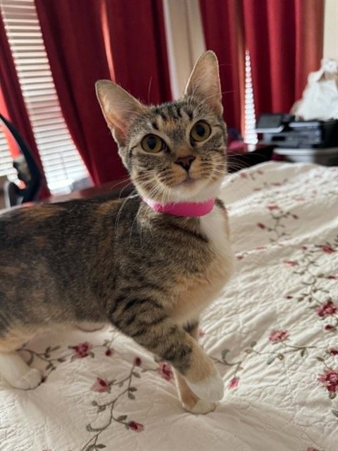 LAVENDER, Adult Domestic Short Hair (medium coat), cat for adoption in Saint Louis, Missouri