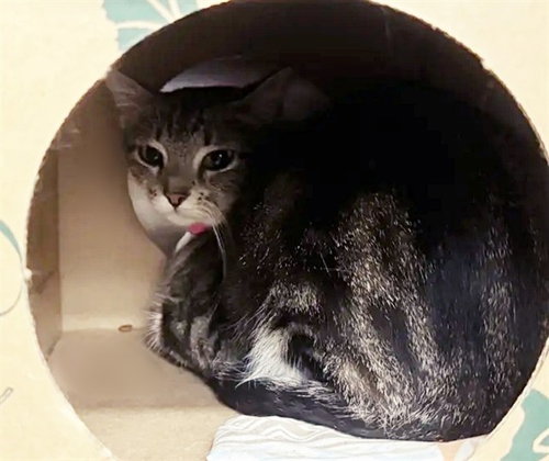 BAY, Adult Domestic Short Hair (medium coat), cat for adoption in Saint Louis, Missouri