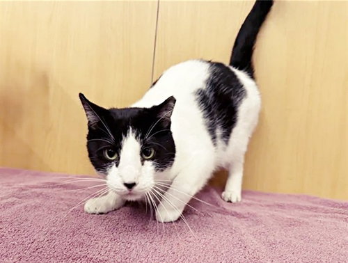 SMUDGE, Adult Domestic Short Hair (medium coat), cat for adoption in Saint Louis, Missouri