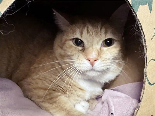 BELLINI, Adult Domestic Short Hair (medium coat), cat for adoption in Saint Louis, Missouri