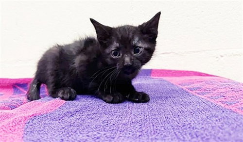 FRED HAMPTON, Baby Domestic Short Hair (medium coat), cat for adoption in Saint Louis, Missouri