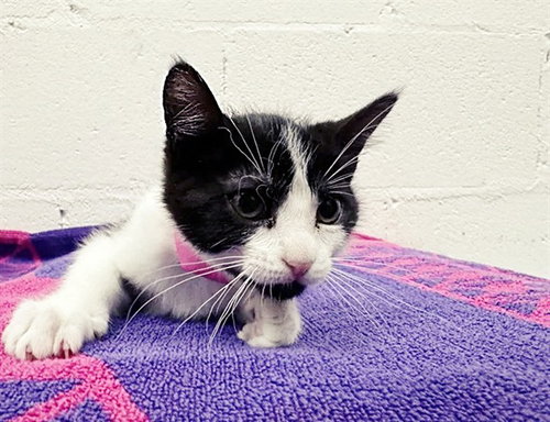 SAM, Baby Domestic Short Hair (medium coat), cat for adoption in Saint Louis, Missouri