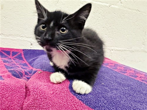 SOCKS, Baby Domestic Short Hair (medium coat), cat for adoption in Saint Louis, Missouri