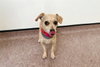 PIXIE - Photo 1
