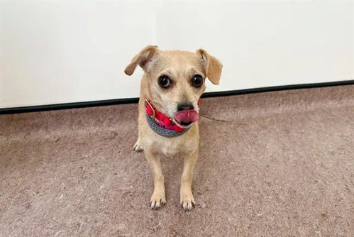 PIXIE - Terrier available for adoption